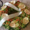 primula 17